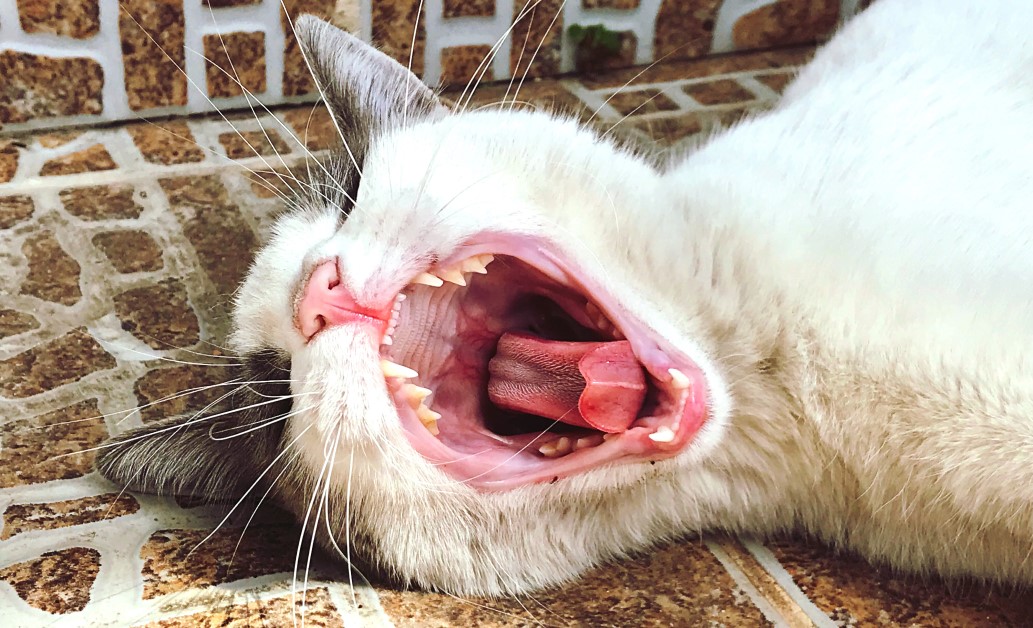 Keeping Your Cat’s Teeth Healthy